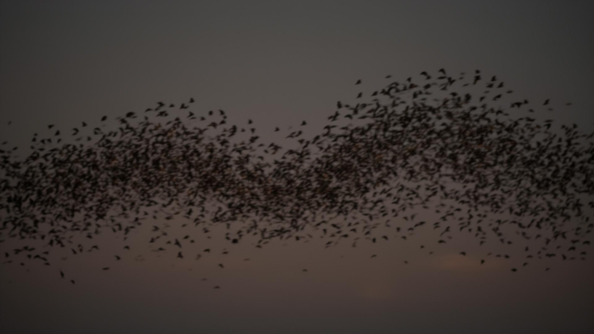 Murmuration of starlings moving as one